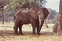 Elefantenbulle in Zimbabwe