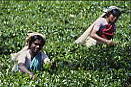 Teepflckerinnen im Hochland von Sri Lanka